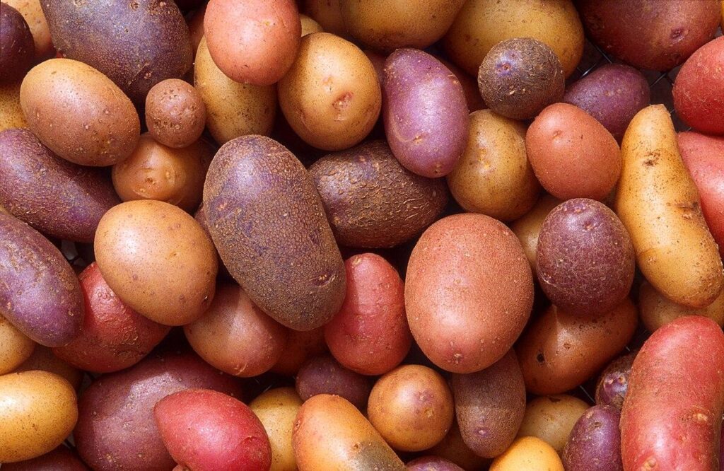 Potato price surge fuels inflation pain for Russia’s poorest – Reuters