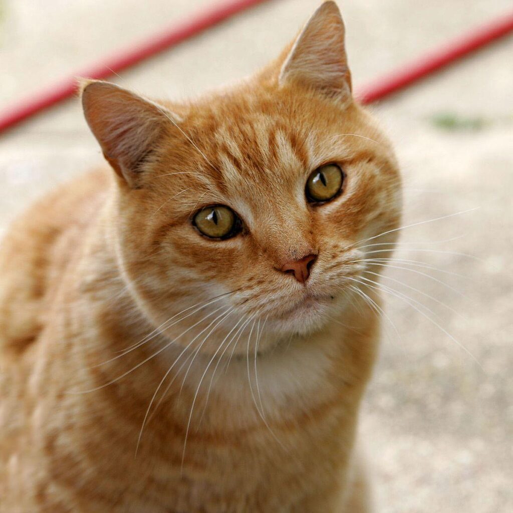 Paw-some good luck: Suzhou temple’s high-fiving cat delivers fortune boosts – Global Times