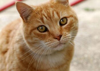 Paw-some good luck: Suzhou temple’s high-fiving cat delivers fortune boosts – Global Times