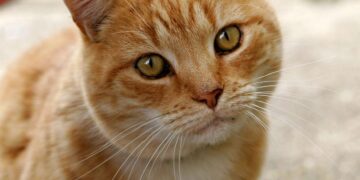 Paw-some good luck: Suzhou temple’s high-fiving cat delivers fortune boosts – Global Times