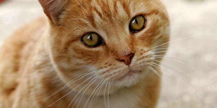 Paw-some good luck: Suzhou temple’s high-fiving cat delivers fortune boosts – Global Times