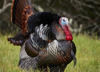 Turkey: Ankara woman dies after protesting dog removal, activists suspect murder – Medya News