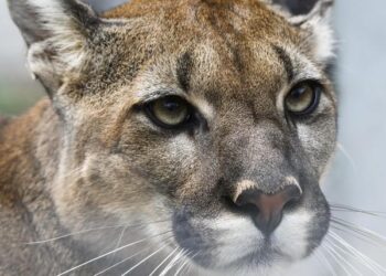 Sao Paulo’s pumas under attack as ‘stone jungle’ threatens rainforest – Barron News-Shield