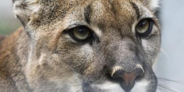 Sao Paulo’s pumas under attack as ‘stone jungle’ threatens rainforest – Barron News-Shield