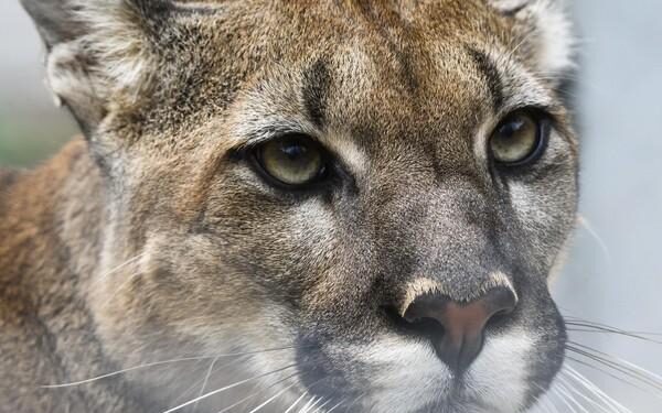 Sao Paulo’s pumas under attack as ‘stone jungle’ threatens rainforest – Barron News-Shield
