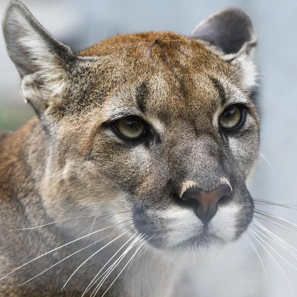 Sao Paulo’s pumas under attack as ‘stone jungle’ threatens rainforest – Barron News-Shield