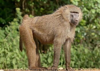 Baboons are clashing with humans in South Africa’s tourist hotspots, and there’s no plan to deal with it – CBS News