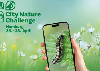 City Nature Challenge 2025 – from York to Kano – University of York