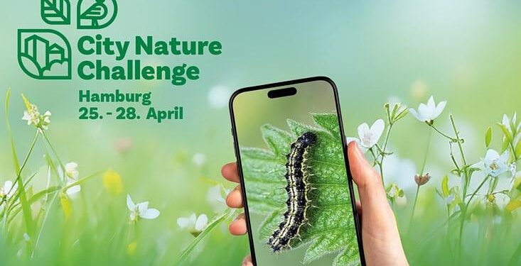 City Nature Challenge 2025 – from York to Kano – University of York