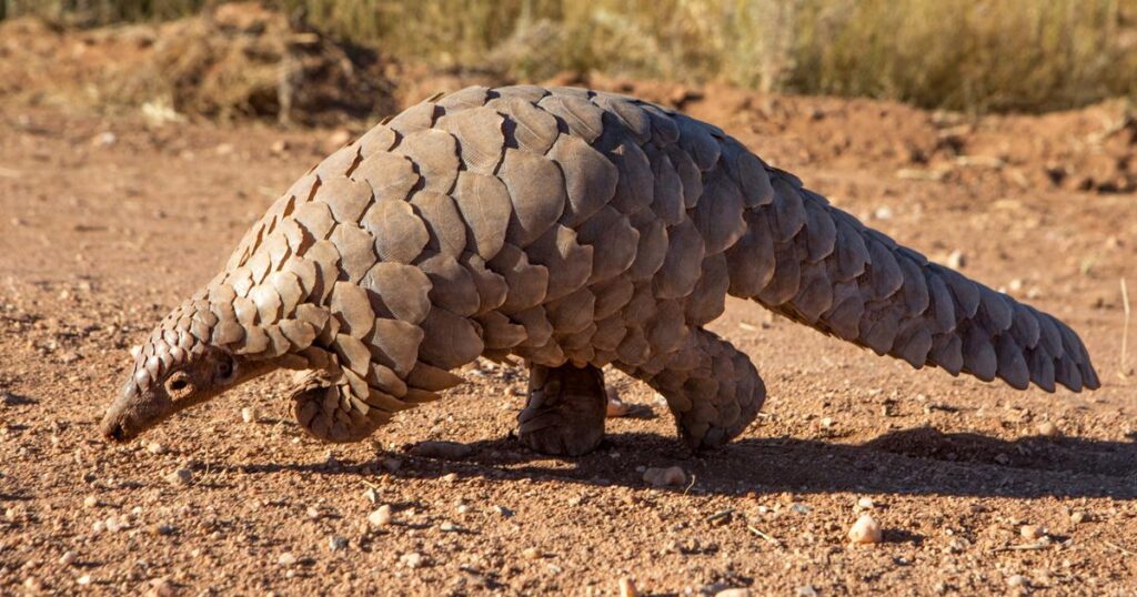 Africa’s pangolin crisis: The delicacy that’s driving a species to the brink – ScienceDaily