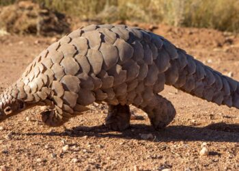 Africa’s pangolin crisis: The delicacy that’s driving a species to the brink – ScienceDaily