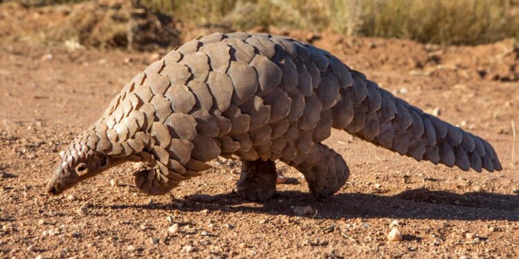 Africa’s pangolin crisis: The delicacy that’s driving a species to the brink – ScienceDaily