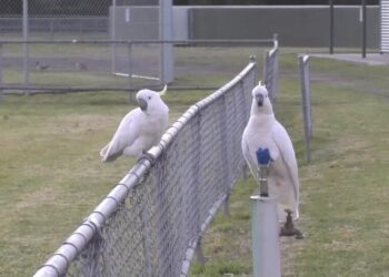 Clever Cockatoos Have Figured Out How to Drink From Water Fountains – The New York Times