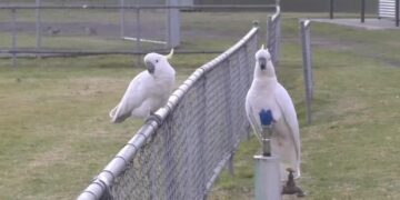 Clever Cockatoos Have Figured Out How to Drink From Water Fountains – The New York Times