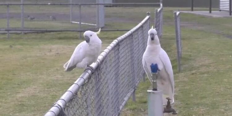 Clever Cockatoos Have Figured Out How to Drink From Water Fountains – The New York Times
