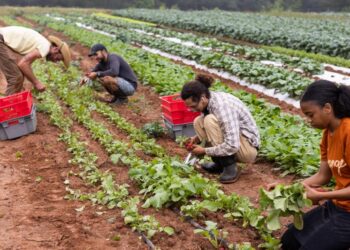 French farmers block highways around Paris to push for risky pesticide re-introduction – France 24