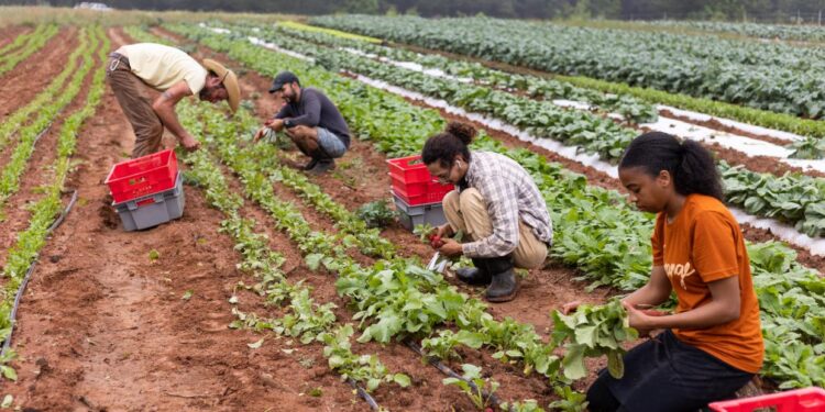 French farmers block highways around Paris to push for risky pesticide re-introduction – France 24
