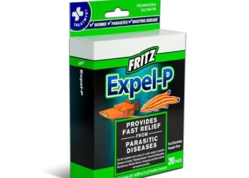 France to expel Algerian diplomats after embassy staff sent home from Algiers – RFI