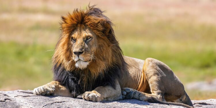 Lion kills 14-year-old girl outside Kenya’s Nairobi National Park – CNN
