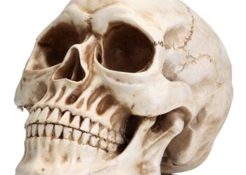 Human skull and bones found in Bengaluru apartment pit, police launch probe – India Today