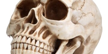 Human skull and bones found in Bengaluru apartment pit, police launch probe – India Today