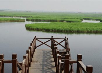 LIVE: Discover the Qilihai Wetland in Tianjin – China Daily
