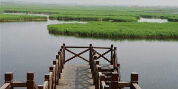 LIVE: Discover the Qilihai Wetland in Tianjin – China Daily