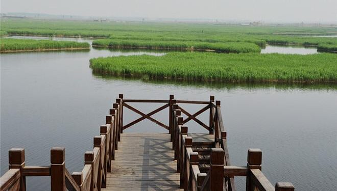 LIVE: Discover the Qilihai Wetland in Tianjin – China Daily
