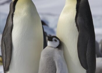 Penguins parade held in Harbin – People’s Daily Online