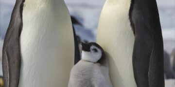 Penguins parade held in Harbin – People’s Daily Online