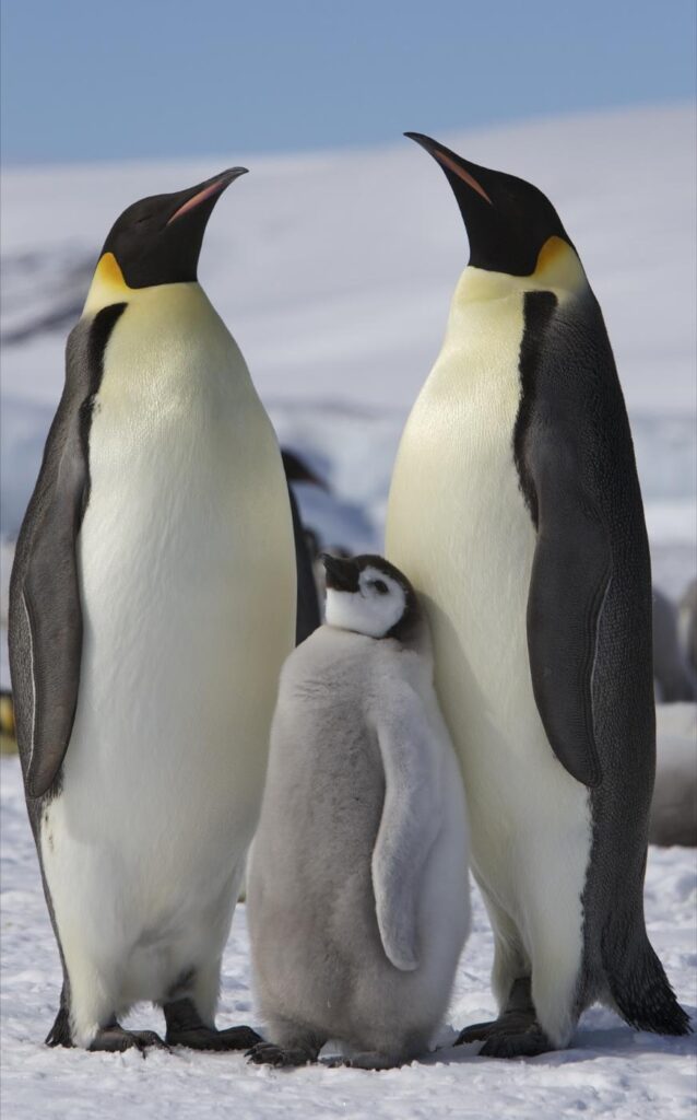Penguins parade held in Harbin – People’s Daily Online
