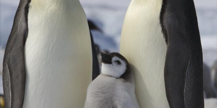 Penguins parade held in Harbin – People’s Daily Online