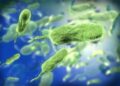 Cholera vaccination campaign in Sudan’s Khartoum to target 2.6 mln residents: health authorities – Xinhua