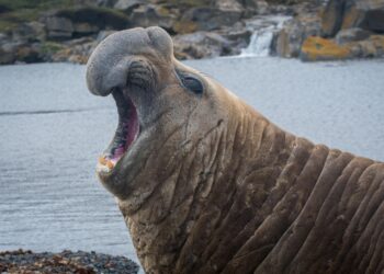 ‘How did you get here?’ A large elephant seal is found lumbering along a South African street – AP News