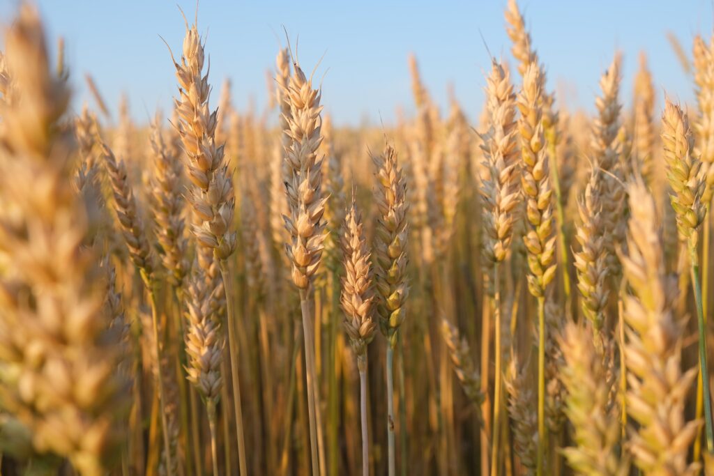 Technology empowers spring wheat management in Xi’an, NW China’s Shaanxi – People’s Daily Online