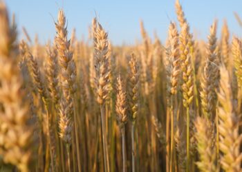 Technology empowers spring wheat management in Xi’an, NW China’s Shaanxi – People’s Daily Online