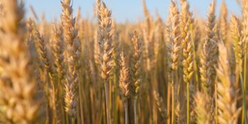 Technology empowers spring wheat management in Xi’an, NW China’s Shaanxi – People’s Daily Online