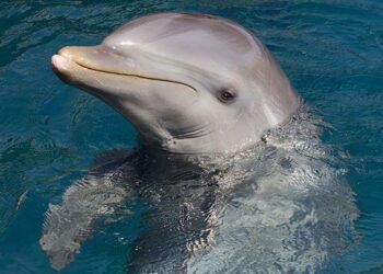 Dolphins named designated home team for NFL’s first game in Madrid – NBC 6 South Florida