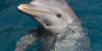 Dolphins named designated home team for NFL’s first game in Madrid – NBC 6 South Florida
