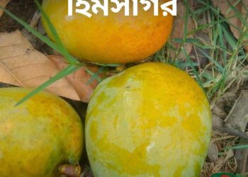 Economy&Life | Bangladeshi mangoes enter China for the first time – Xinhua
