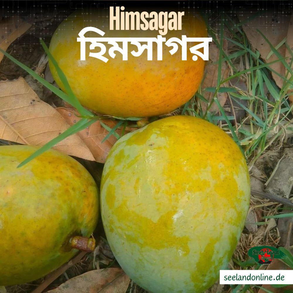 Economy&Life | Bangladeshi mangoes enter China for the first time – Xinhua