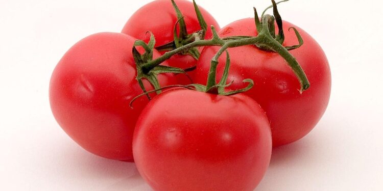 Stakeholders convene on Kano for national Tomato policy workshop – Blueprint Newspapers Limited