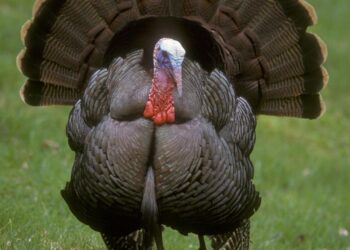 Turkey detains 45 in Istanbul corruption probe, bans Imamoglu’s image – AL-Monitor