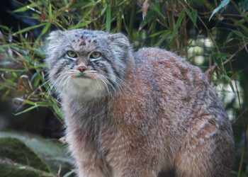 3 Healthy Pallas’ Cat Kittens Born at Higashiyama Zoo in Nagoya – The Japan News