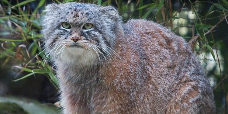 3 Healthy Pallas’ Cat Kittens Born at Higashiyama Zoo in Nagoya – The Japan News