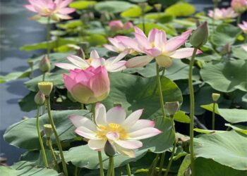 Lotus ponds in Jinan, E China’s Shandong – Global Times