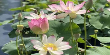Lotus ponds in Jinan, E China’s Shandong – Global Times