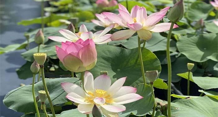 Lotus ponds in Jinan, E China’s Shandong – Global Times