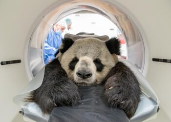 Year’s first captive giant panda cub born in Sichuan – China Daily