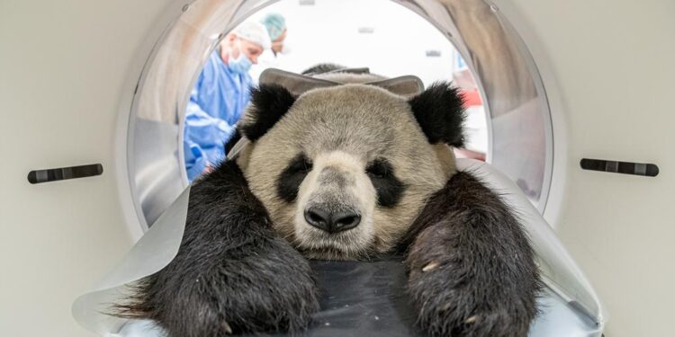 Year’s first captive giant panda cub born in Sichuan – China Daily